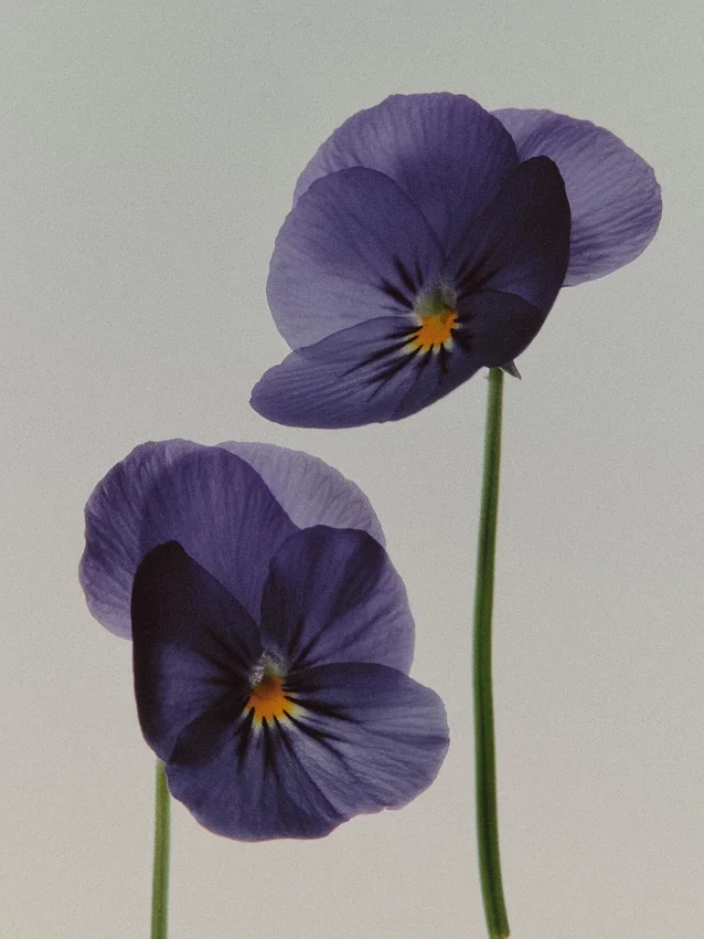 (100 ml) Iris Illusiona Eau de Parfum (100 ml) Iris Illusiona Eau de Parfum